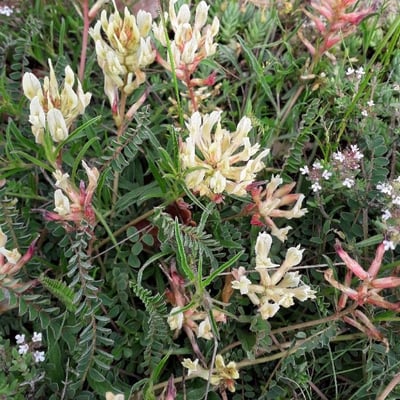 Astragalus monspessulanus — flower