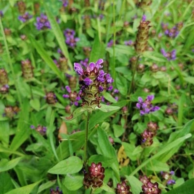 Prunella hyssopifolia — flower