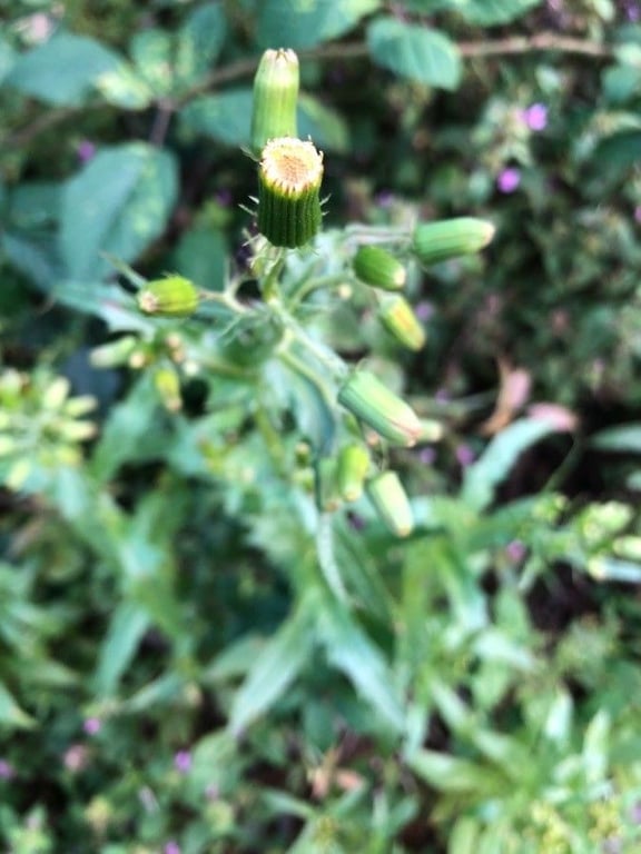 American burnweed