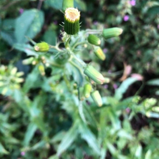 Erechtites hieraciifolius — flower