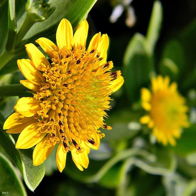 Borrichia frutescens — flower