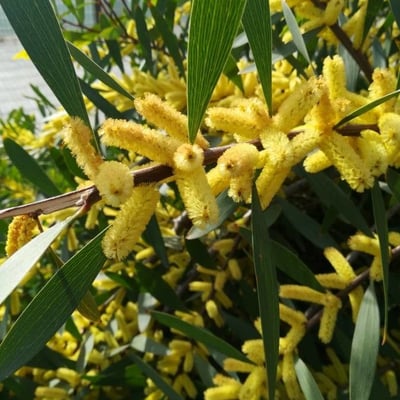 Acacia longifolia — flower
