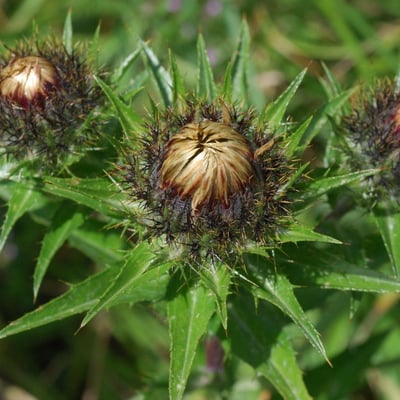 Carlina biebersteinii — flower