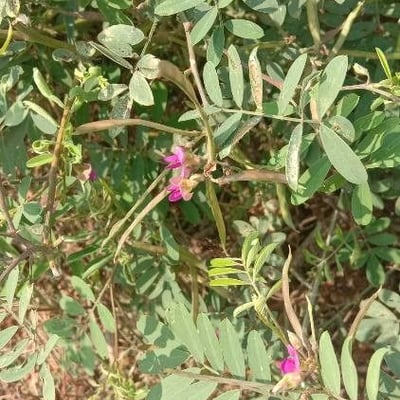 Tephrosia purpurea — flower