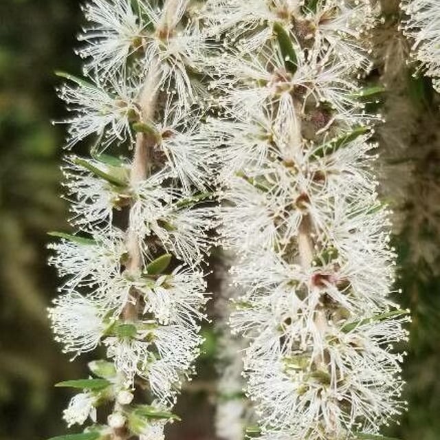 Melaleuca lanceolata — flower