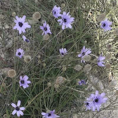 Catananche caerulea — flower