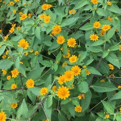 Melampodium divaricatum — flower