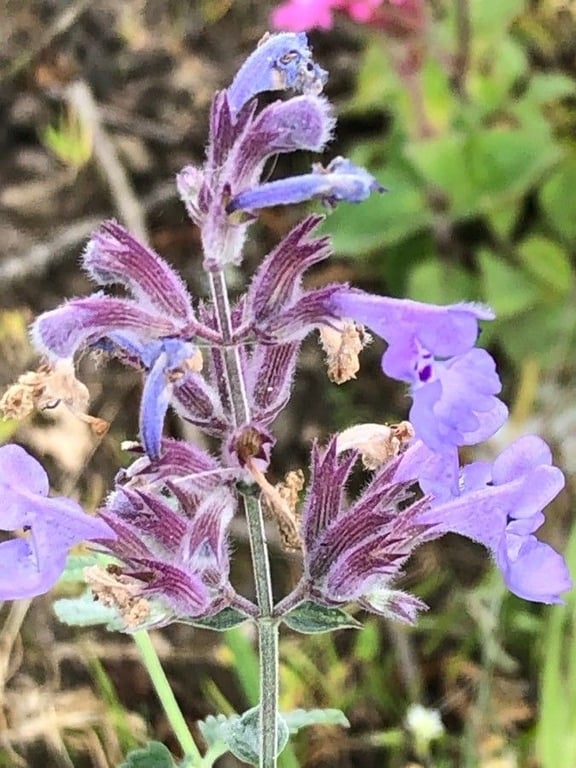 Raceme catnip