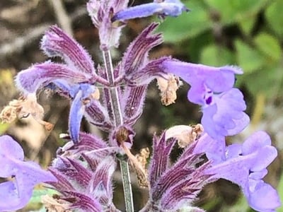 Raceme catnip