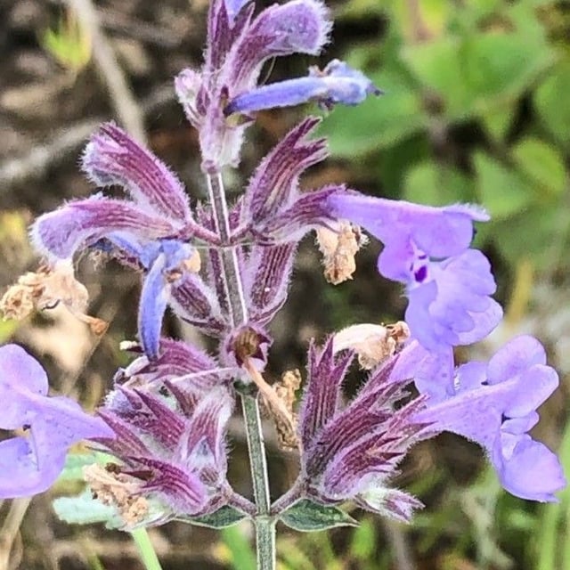Raceme catnip
