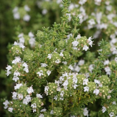 Thymus carnosus — flower
