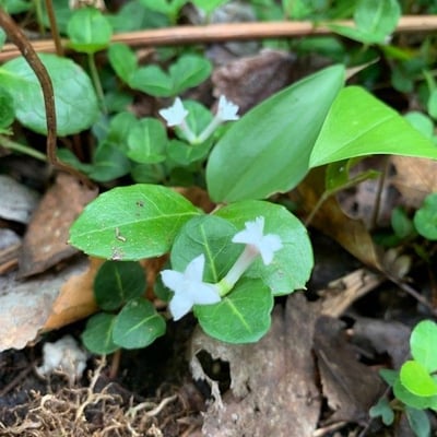 Mitchella repens — flower