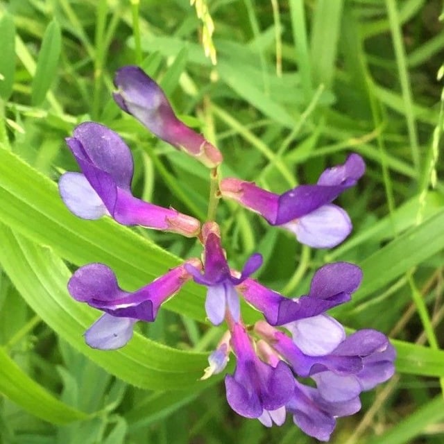 Vicia onobrychioides — flower