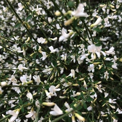Cytisus multiflorus — flower