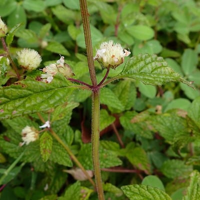 Hyptis atrorubens — flower