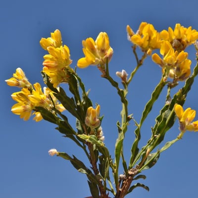 Genista tridentata — flower