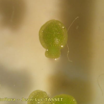 Wolffia arrhiza — leaf