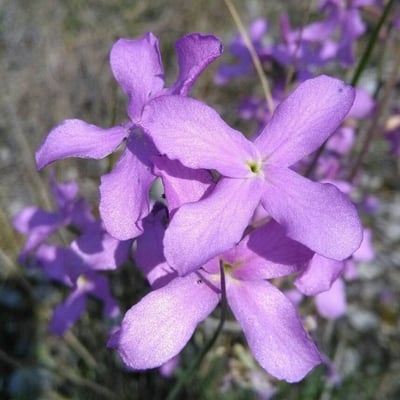 Matthiola sinuata — flower