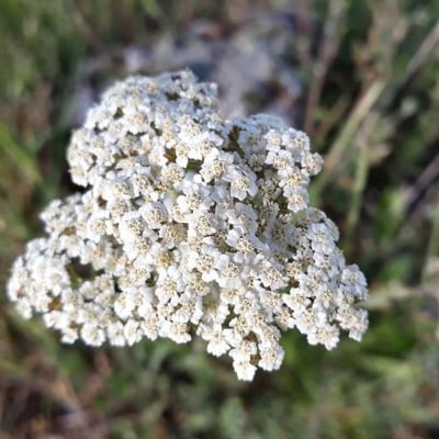 Achillea ligustica — flower