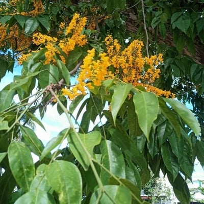 Pterocarpus indicus — flower