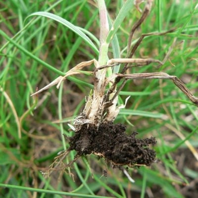 Koeleria macrantha — flower