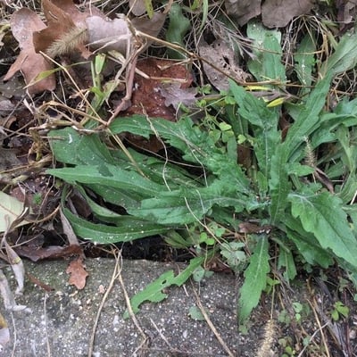 Leucanthemum pallens — leaf