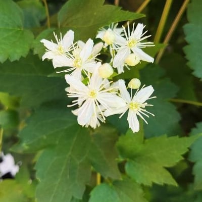 Clematis virginiana — flower