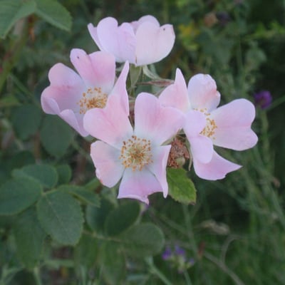 Rosa micrantha — flower