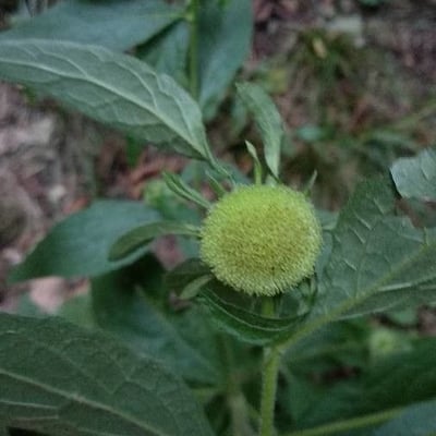 Carpesium cernuum — flower