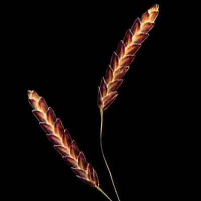 Eragrostis tremula — flower