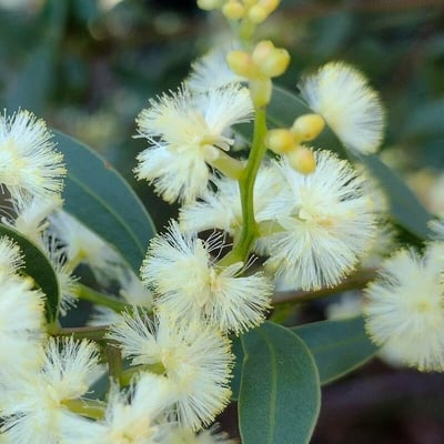 Acacia myrtifolia — flower