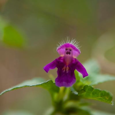 Galeopsis pubescens — flower