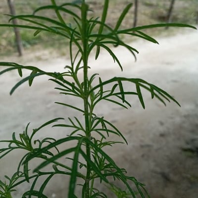 Tagetes filifolia — leaf