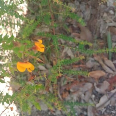 Dillwynia retorta — flower