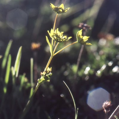 Bupleurum ranunculoides — flower