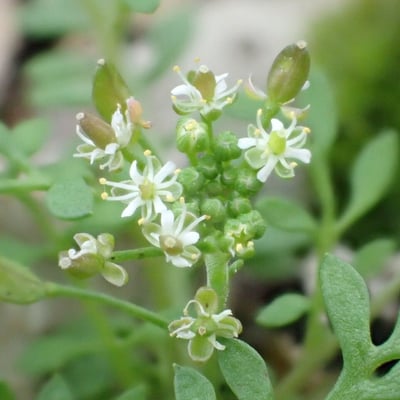Hornungia petraea — flower