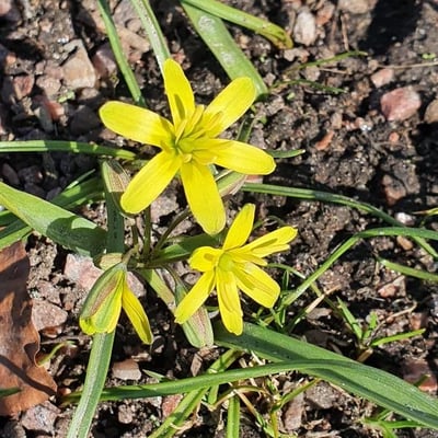 Gagea lutea — flower