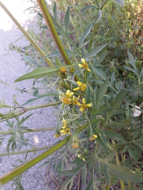 Spanish-needles