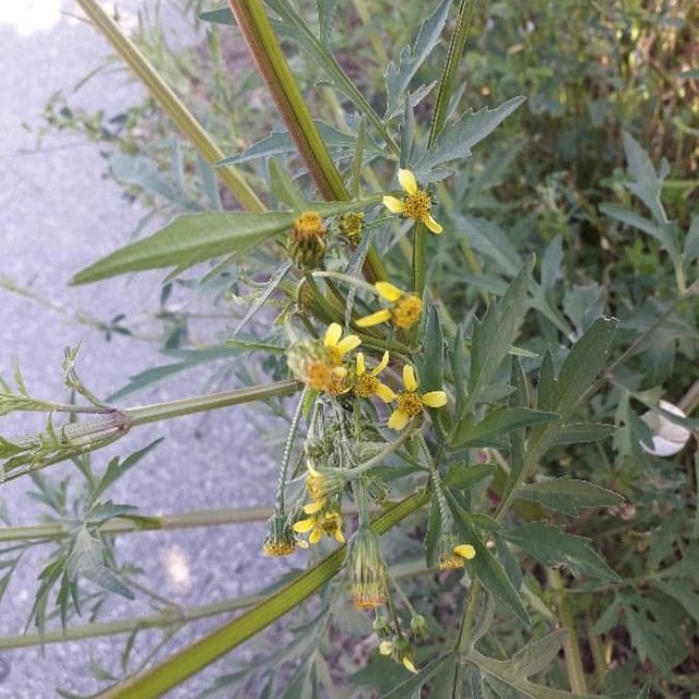 Bidens bipinnata — flower