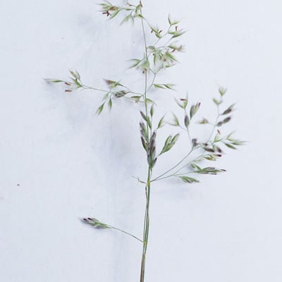 Corynephorus canescens — flower