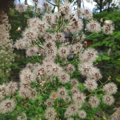 Lactuca floridana — flower