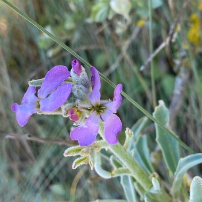 Matthiola sinuata — flower