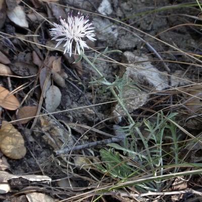 Centaurea boissieri — habit