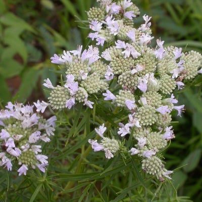 Pycnanthemum tenuifolium — flower