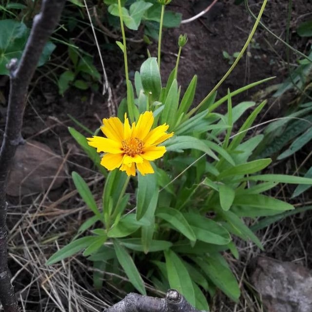 Coreopsis lanceolata — flower