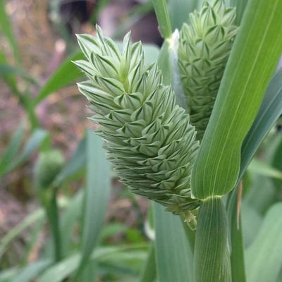 Phalaris canariensis — flower