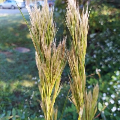 Andropogon bicornis — flower