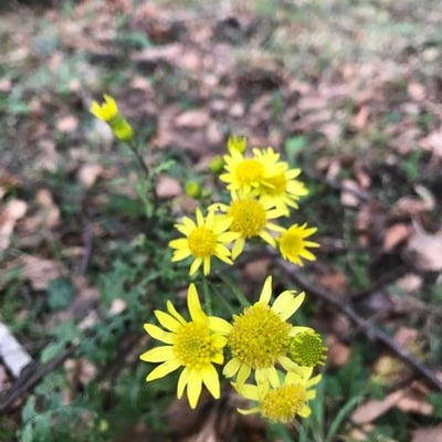 Senecio lividus — flower