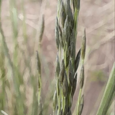 Eragrostis curvula — flower