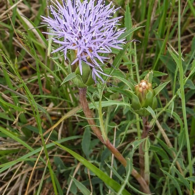 Carthamus mitissimus — flower